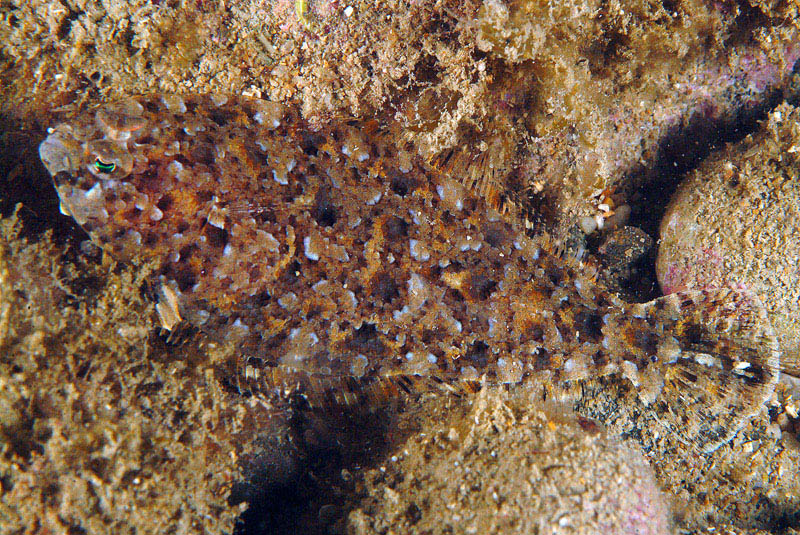 Pesce da determinare (Arnoglossus sp.)